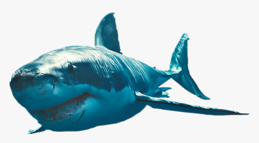 Great White Shark Photo Png Image - Great White Sharks Png, Transparent Png, Free Download