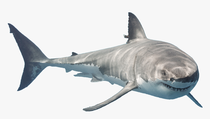 Great White Shark Downtown Aquarium Tiger Shark Public - Transparent Great White Shark, HD Png Download, Free Download