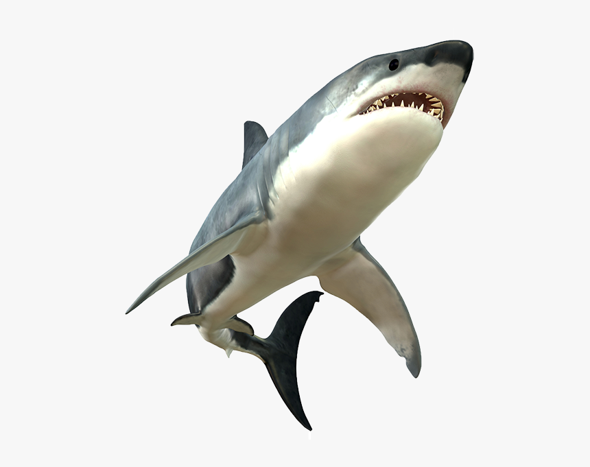 Shark Png Picture - Great White Shark Png, Transparent Png, Free Download