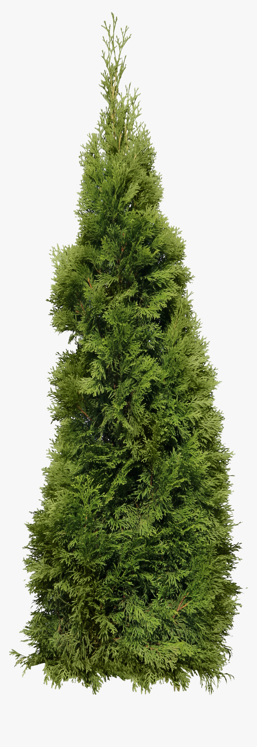 Green Big Fir-tree Png Image - Transparent Background Cypress Tree Png, Png Download, Free Download