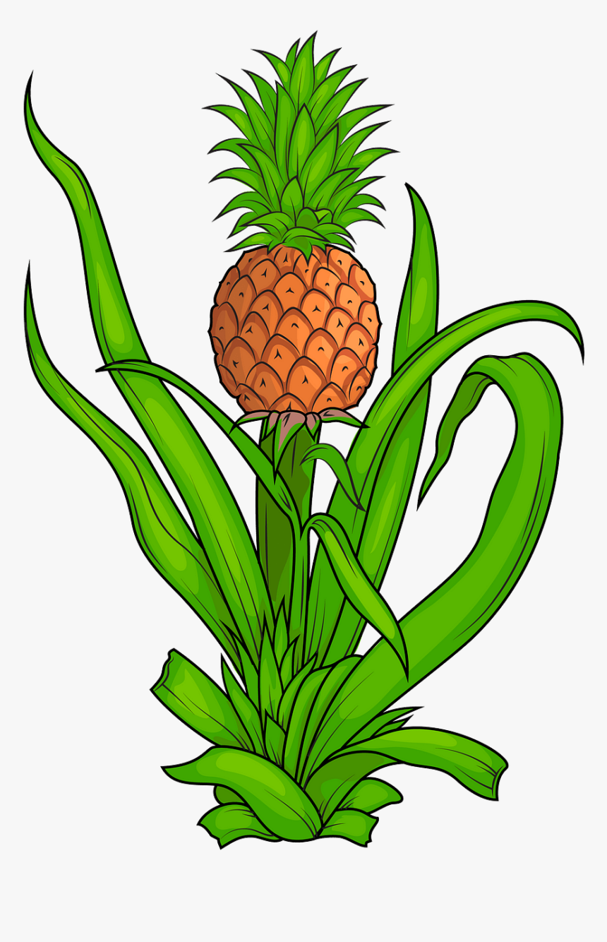 Pineapple Plant Clipart, HD Png Download, Free Download
