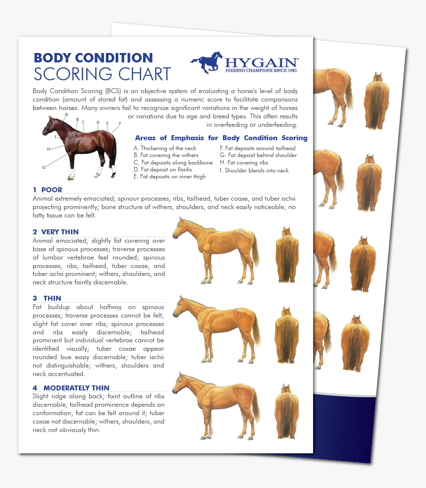 Healthy Horse Weight Chart, HD Png Download, Free Download