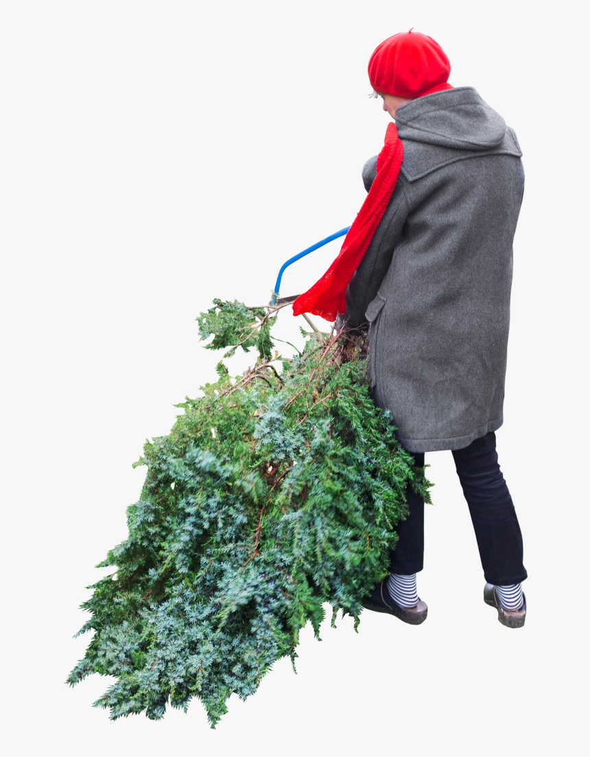 Cuts Tree Png Image - People Cutting Tree Png, Transparent Png, Free Download