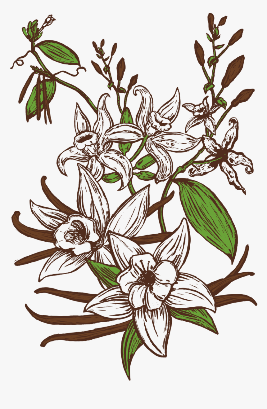 Vanilla Botanical Illustration Png, Transparent Png, Free Download