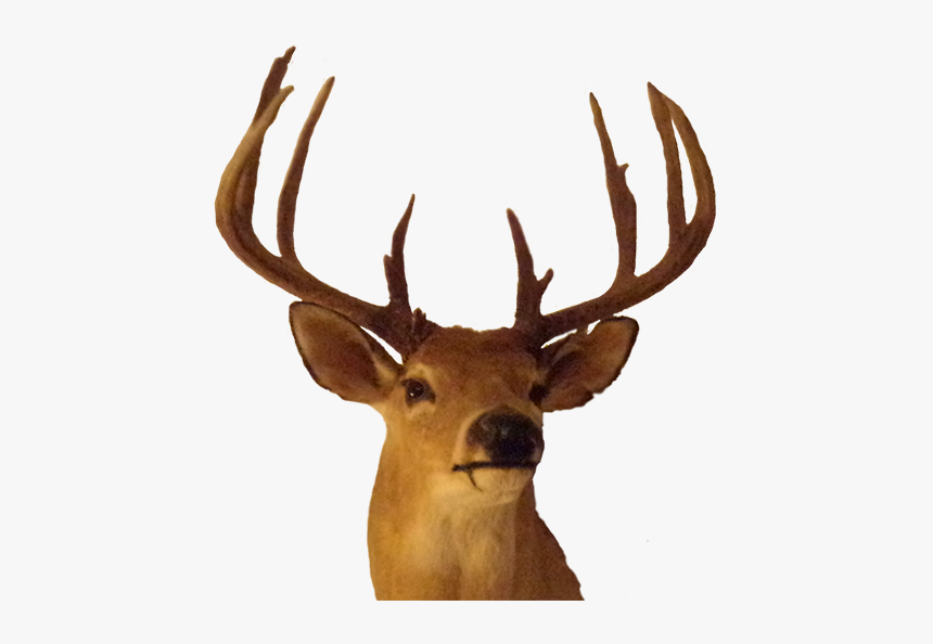 Elk Antler Trophy Hunting - Big Buck Png, Transparent Png, Free Download
