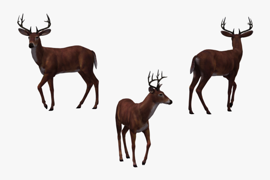 Buck 02 By Free Stock - Illustration, HD Png Download, Free Download