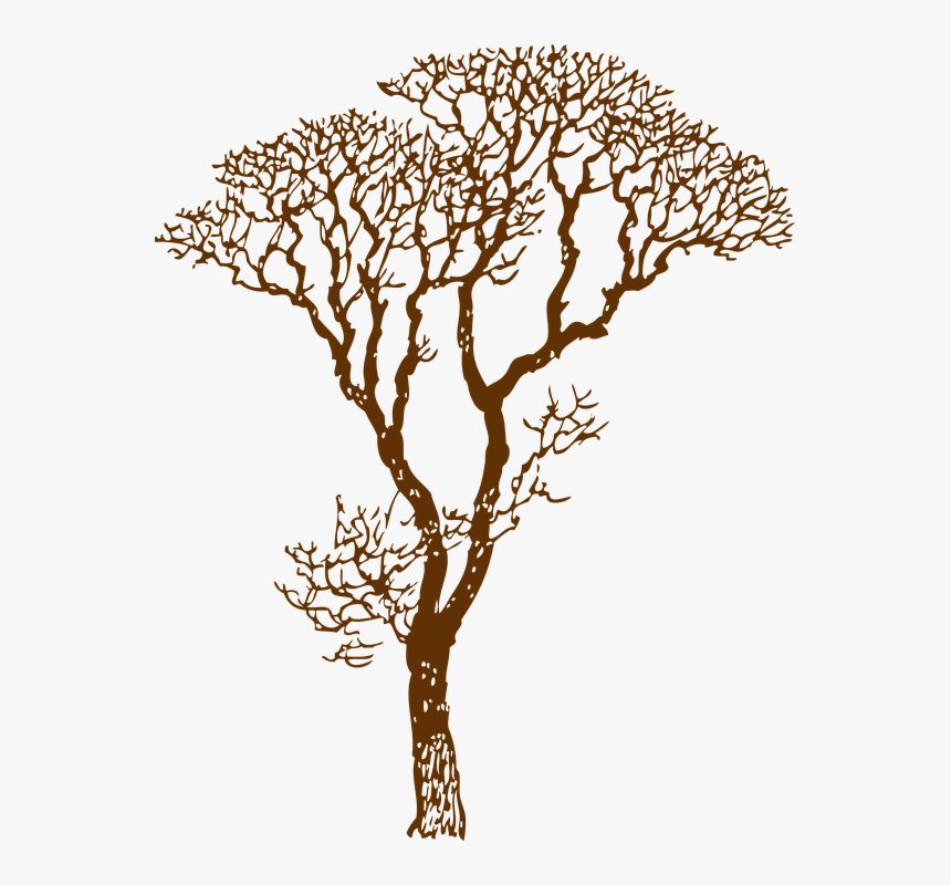 Tree, Bare, Ecology, Environment, Nature, Forest - Brown Tree Png, Transparent Png, Free Download