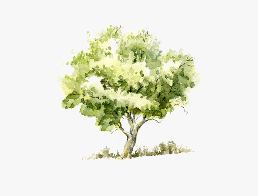 Pencil Sketch Tree Trees Watercolor Painting Drawing - Tree Watercolor, HD Png Download, Free Download