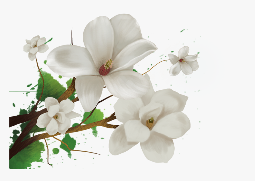 Jasmine Flower Png - Transparent Background Jasmine Flower Png, Png Download, Free Download