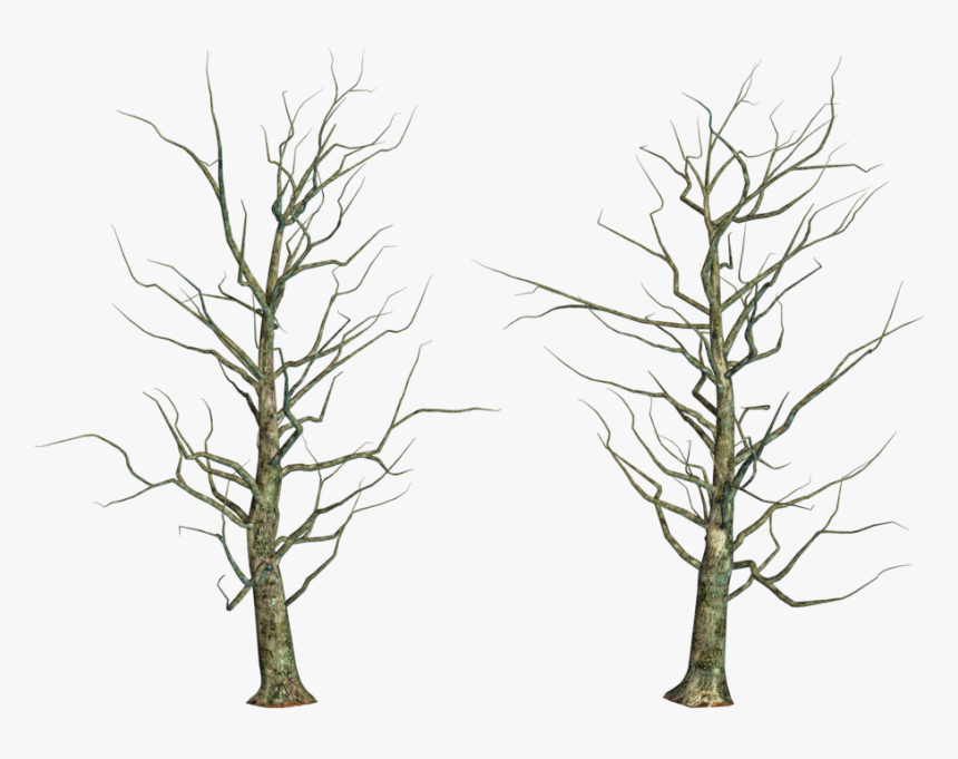 Bare Tree Png, Transparent Png, Free Download