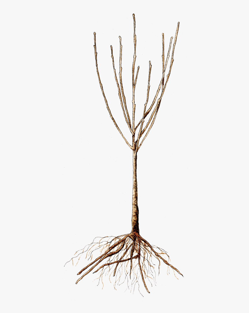 Bare Root Tree - Bare Root Trees, HD Png Download, Free Download