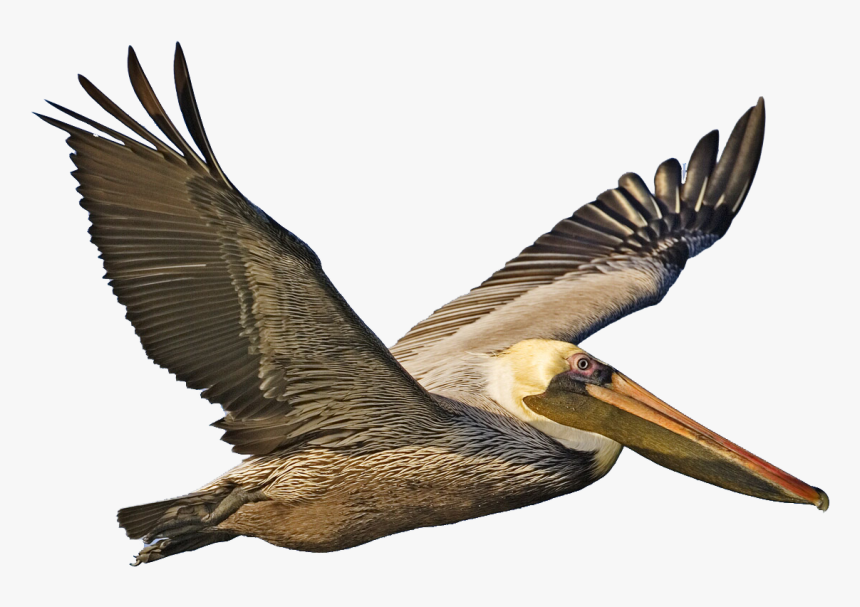 Download Pelican Png Image - Brown Pelican Png, Transparent Png, Free Download