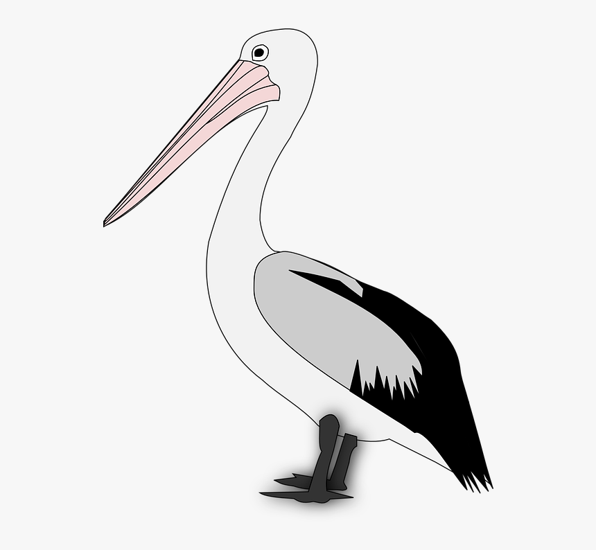 Pelican Png Transparent Image - Pelican Birds Clipart, Png Download, Free Download