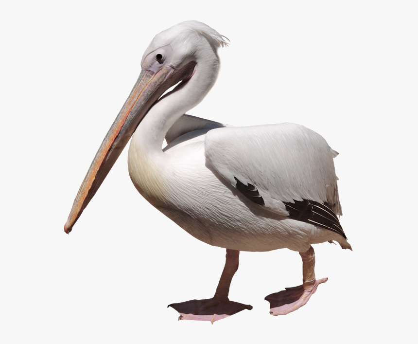 Pelican Clip Art - Pelican Png, Transparent Png, Free Download