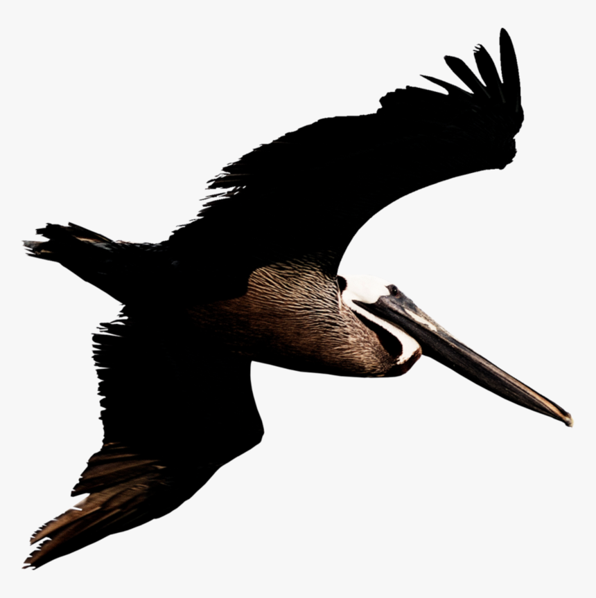 Pelican Png Transparent Image - Brown Pelican Png, Png Download, Free Download