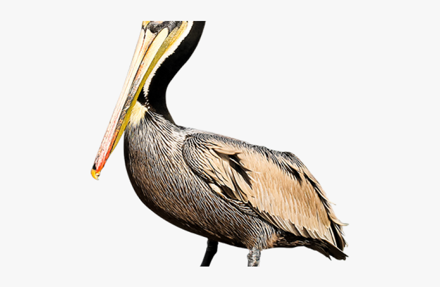 Pelican Png Transparent Images - Brown Pelican Png, Png Download, Free Download