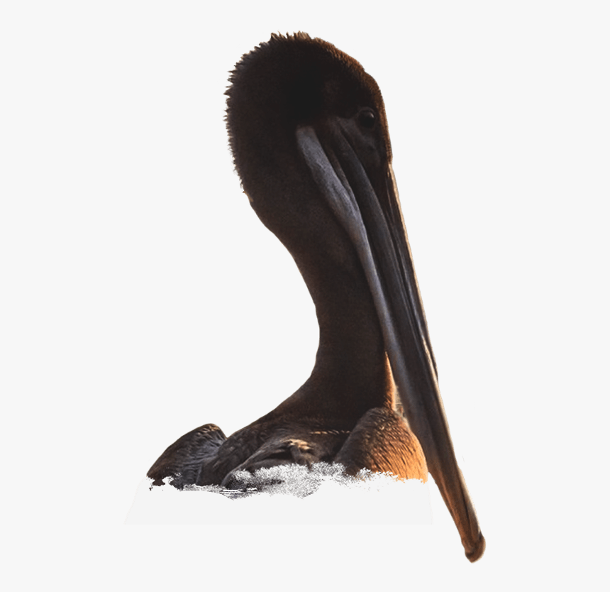Dirty Als Pelican Station - Brown Pelican, HD Png Download, Free Download
