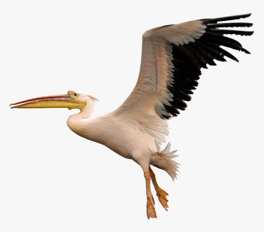 Bird, Fly, White, Pelican, Na - American White Pelican Png, Transparent Png, Free Download