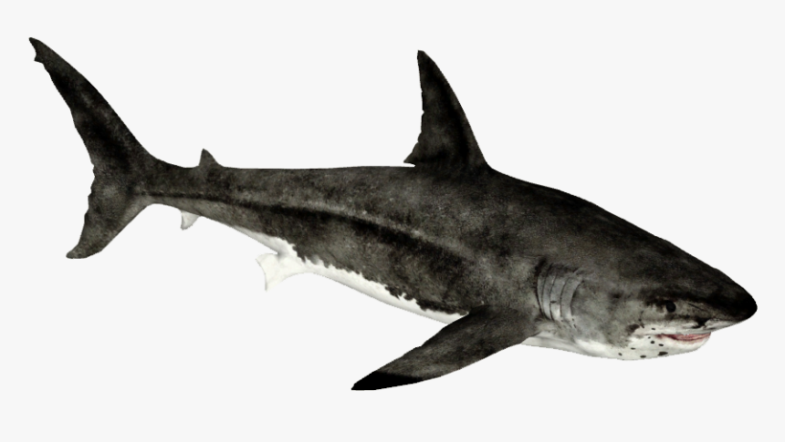 Great White Shark Transparent, HD Png Download, Free Download