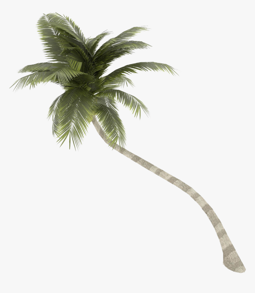 Coconut Tree Png Palm Free Download - Coconut Tree 3d Model, Transparent Png, Free Download
