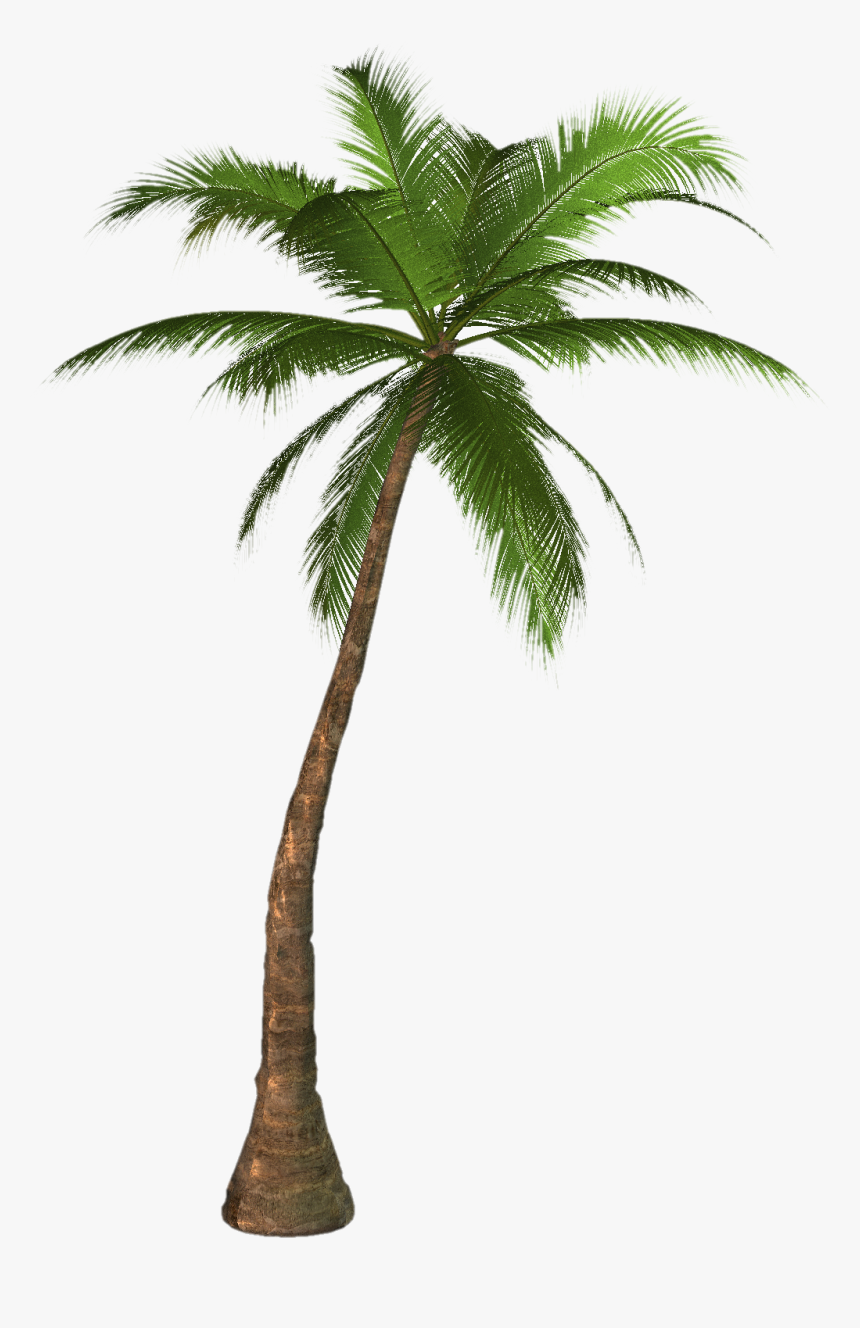 Palm Tree Png - Palm Tree Transparent, Png Download, Free Download