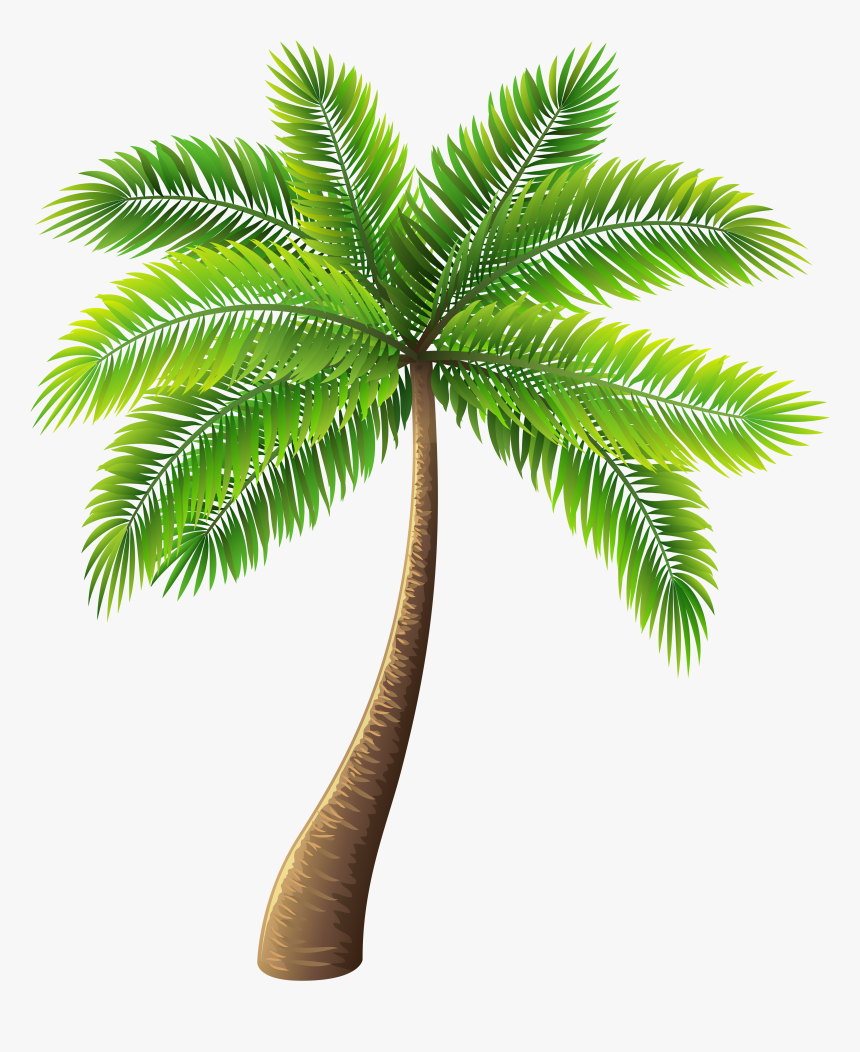 Palm Tree Png Clip Art - Transparent Palm Tree Png, Png Download, Free Download