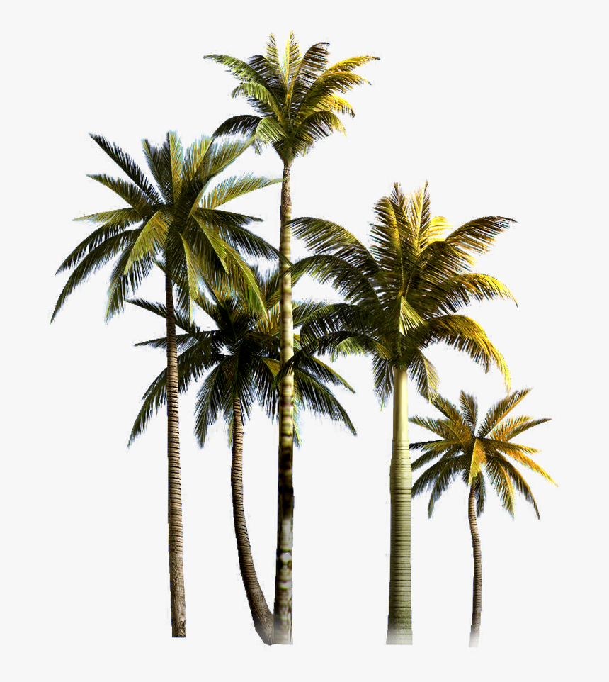 Coconut Grove Tree Euclidean Vector Palm Asian Clipart - Coconut Trees Png Format, Transparent Png, Free Download
