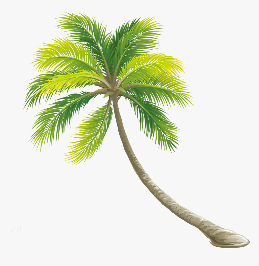 Tree Color Shrub - Transparent Background Palm Tree Png, Png Download, Free Download