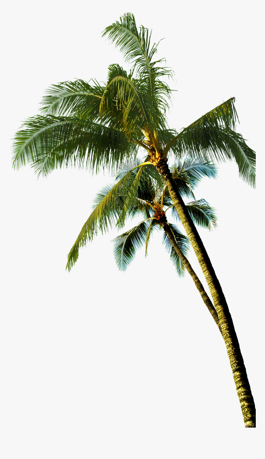 Coconut Asian Palmyra Palm Tree - Transparent Coconut Tree Png, Png Download, Free Download