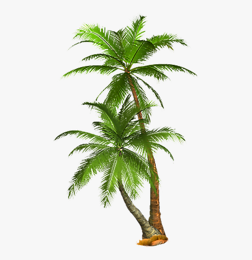 Tropical Palm Tree Png, Transparent Png, Free Download