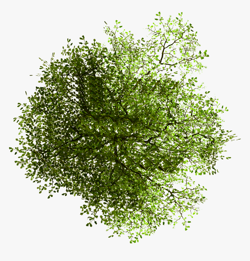 Tree In Plan Png - Trees In Plan Png, Transparent Png, Free Download