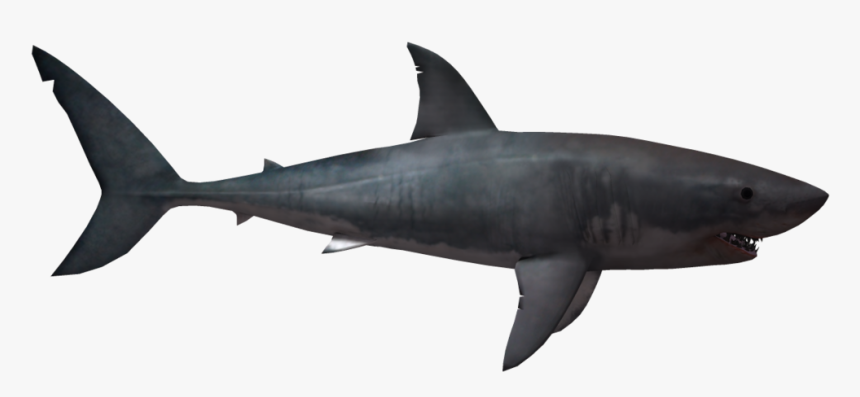 Free Download Of Sharks Png In High Resolution - Transparent Background Shark Png, Png Download, Free Download