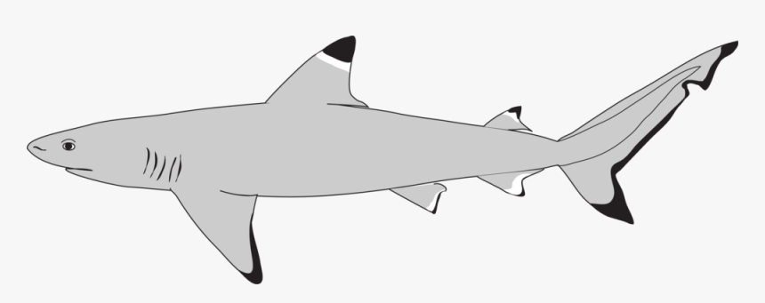 Transparent Hammerhead Shark Png - Bronze Hammerhead Shark, Png Download, Free Download