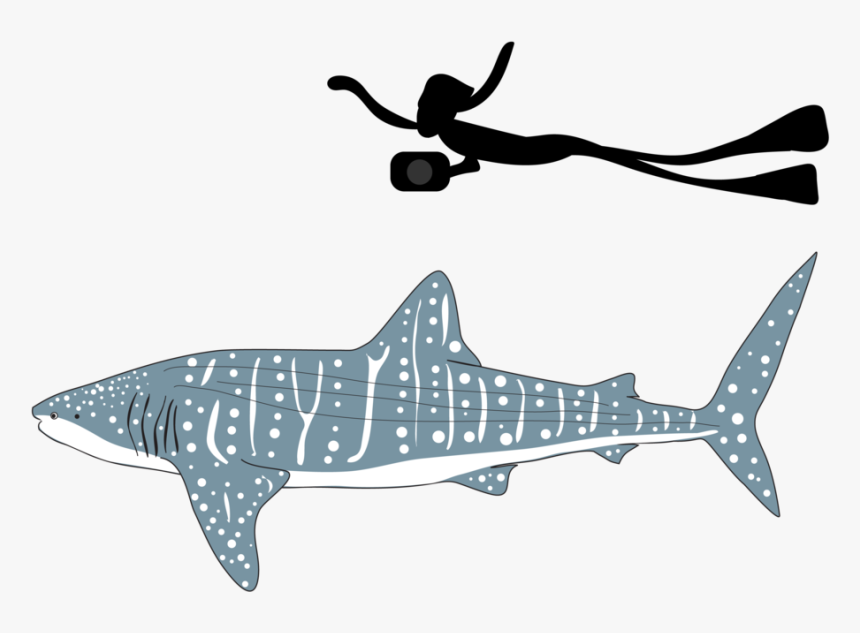 Transparent Whale Shark Png, Png Download, Free Download