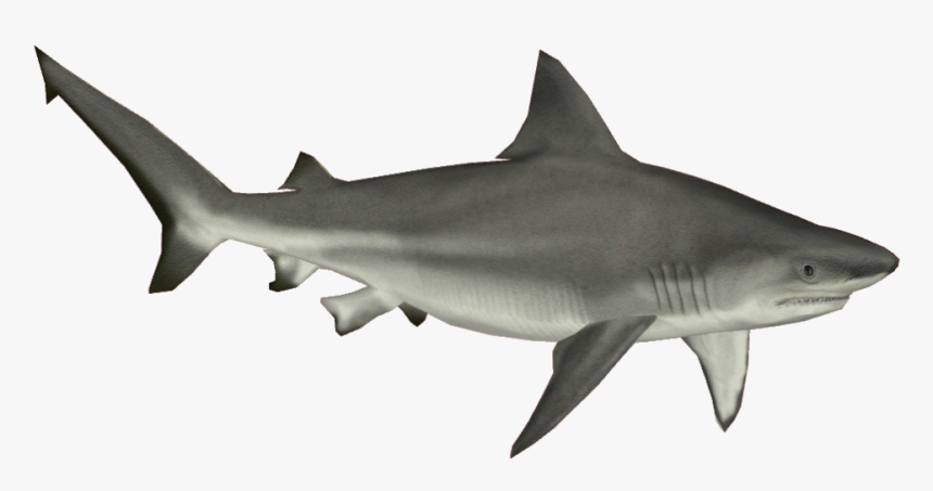 Grab And Download Sharks Png - Tiger Shark White Background, Transparent Png, Free Download