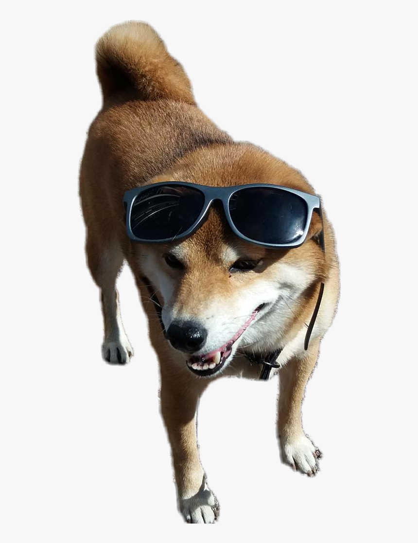 #remixit #dog #doggo #doge #shiba #shibe #shiber - Companion Dog, HD Png Download, Free Download
