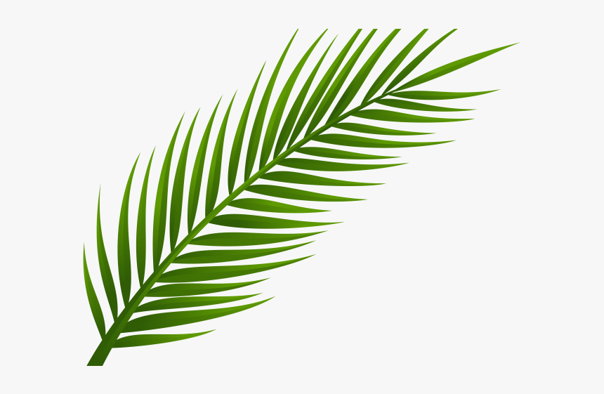 Transparent Background Palm Leaf Png, Png Download, Free Download