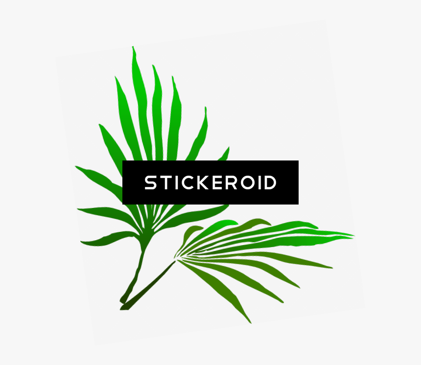 Sukkot Palm Branch - Palm Frond Clip Art, HD Png Download, Free Download