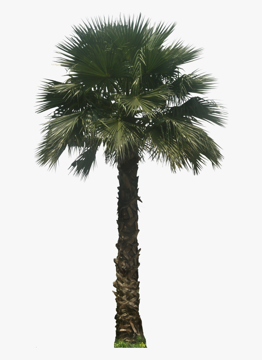 Potted Palm Tree Transparent Background, HD Png Download, Free Download
