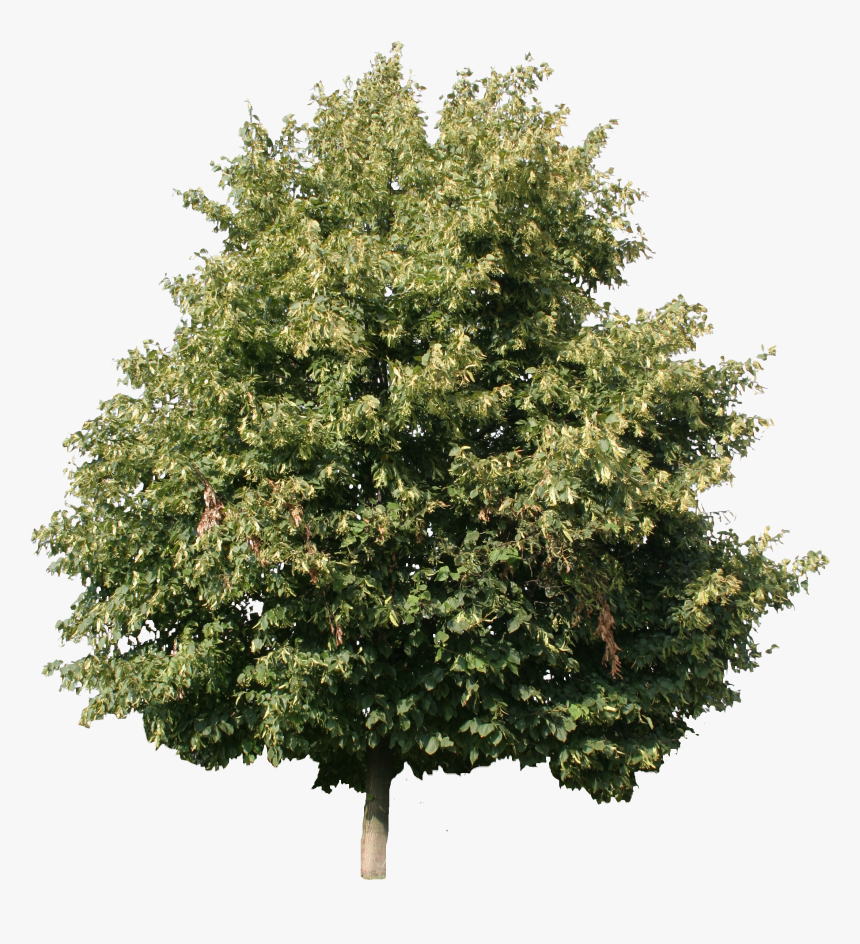 Linden Tree Cut Out , Png Download - Linden Tree Cut Out, Transparent Png, Free Download