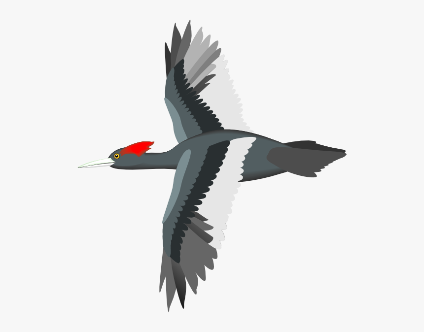Vector Bird Flying Png, Transparent Png, Free Download