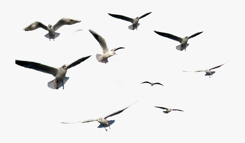 Transparent Gaviotas Png - Bird Flying Gif Png, Png Download, Free Download
