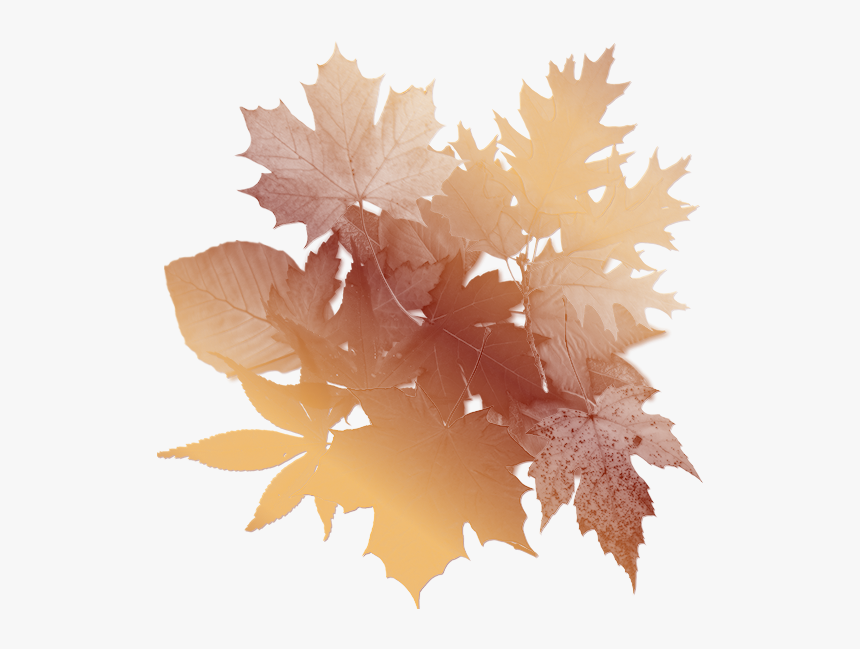 Autumn Leaves Background - Oak Tree Leaf, HD Png Download, Free Download