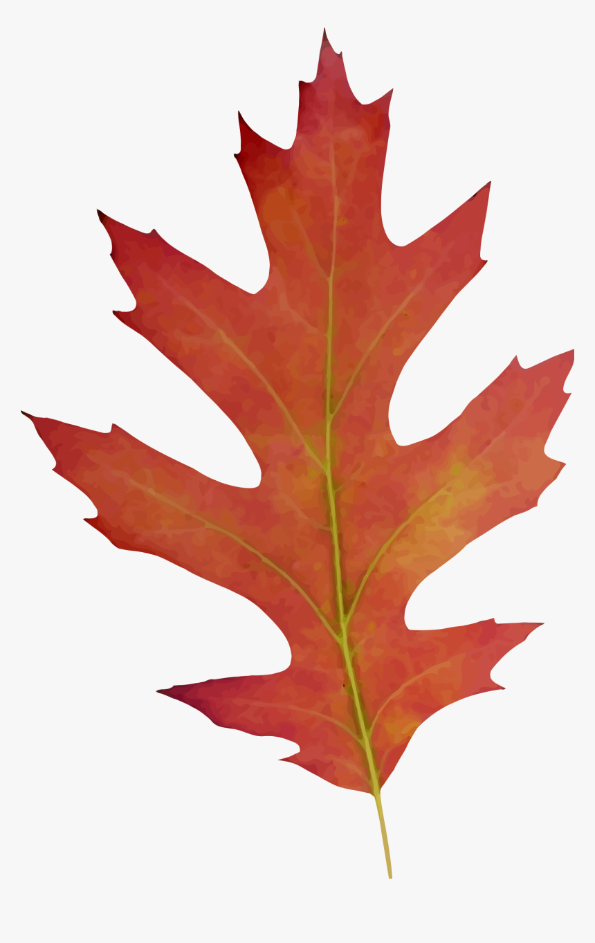 Oak Leaves Clip Art, HD Png Download, Free Download