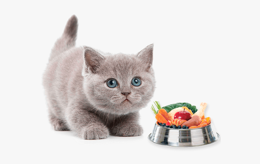 Healthy Dog Food In Bowl, HD Png Download, Free Download