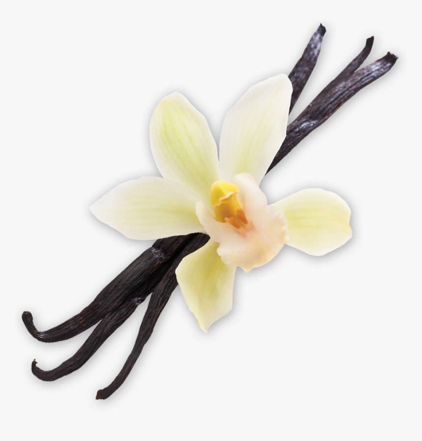 Collection Scent - Vanilla Bean - Artificial Flower, HD Png Download, Free Download