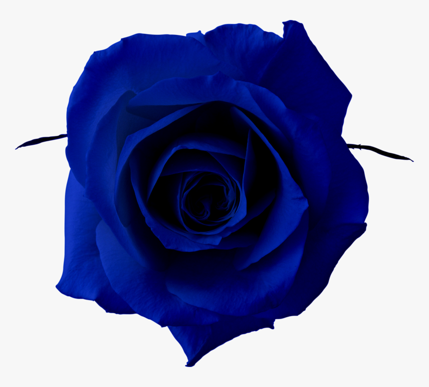 Blue Rose Clip Art, HD Png Download, Free Download