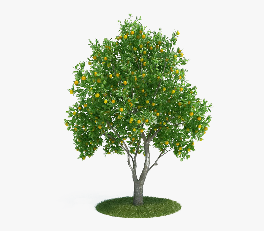 Citrus × Sinensis Tangerine 3d Modeling 3d Computer - Orange Tree Png, Transparent Png, Free Download