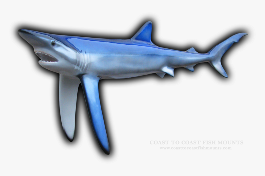 Blue Shark Fish Mount, HD Png Download, Free Download