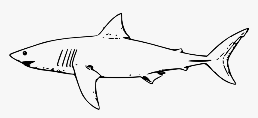 Shark, Fish, Great White Shark, Tiger Shark - Shark Outline, HD Png Download, Free Download